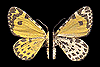 Siberian Lepidoptera